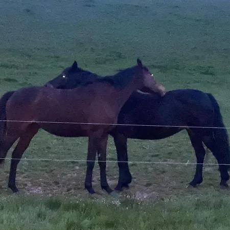 The Stables * Midleton