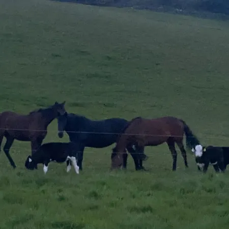 The Stables Appartamento Midleton